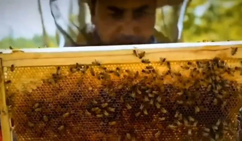 GI tagged Sulai honey from Ramban mentioned in PM’s ‘Mann Ki Baat’